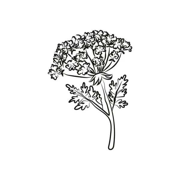 Flowers. Vector line hand drawn illustration — Stock Vector