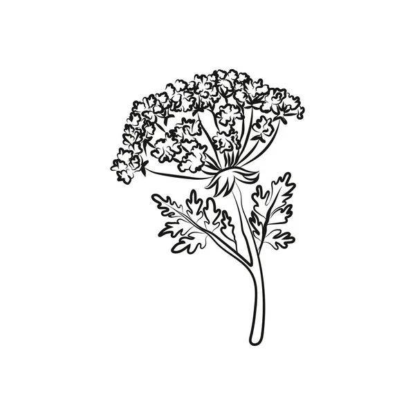 Blumen. Vektorlinie handgezeichnete Illustration — Stockvektor