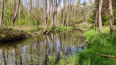 Polonya 'daki Biala Przemsza Nehri' ndeki ormanda yürü