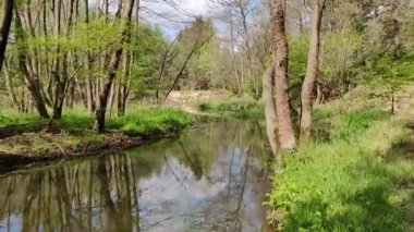 Polonya 'daki Biala Przemsza Nehri' ndeki ormanda yürü