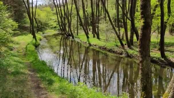 Paseo Por Bosque Río Biala Przemsza Polonia — Vídeos de Stock