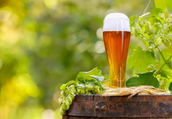 Glas Bier mit Weizenähren und Hopfenzapfen — Stockfoto