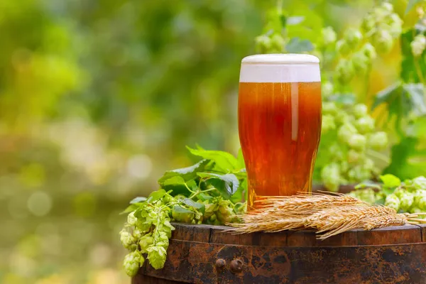 Copo de cerveja com espigas de trigo e cones de lúpulo — Fotografia de Stock