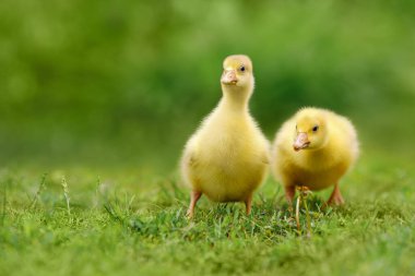 Yeşil çimlerin üzerinde yürüyen iki tüylü yavru.