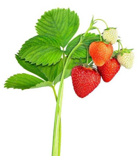 Erdbeerpflanze Mit Blättern Reifen Und Unreifen Beeren Isoliert Auf Weißem — Stockfoto