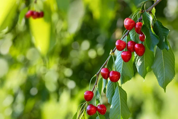 Dojrzałe Czerwone Wiśnie Wiszące Gałęzi Ogrodzie Zielonym Nieostrym Tłem — Zdjęcie stockowe