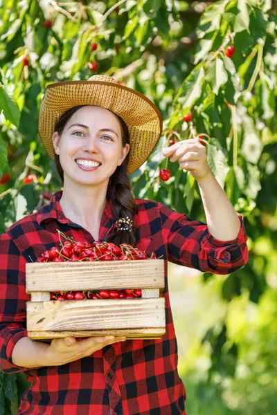 Giovane Donna Giardiniera Sorridente Con Cassa Ciliegie Mature Nel Frutteto — Foto Stock