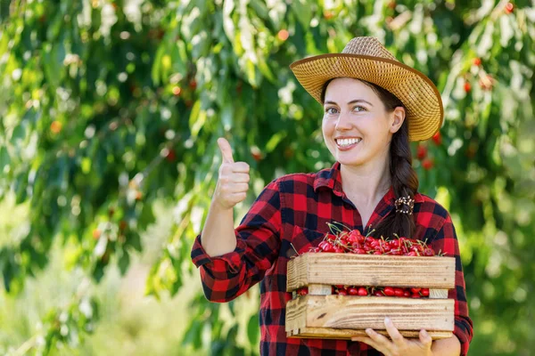 Giardiniere Donna Allegra Con Cassa Ciliegie Mature Fresche Nel Frutteto — Foto Stock