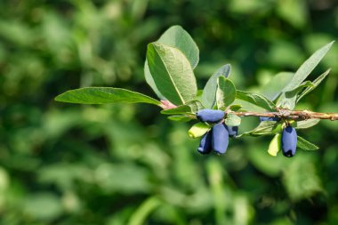 Bahçede yaprakları olan olgun hanımeli böğürtlenleri. Tarım ve bahçıvanlık kavramı