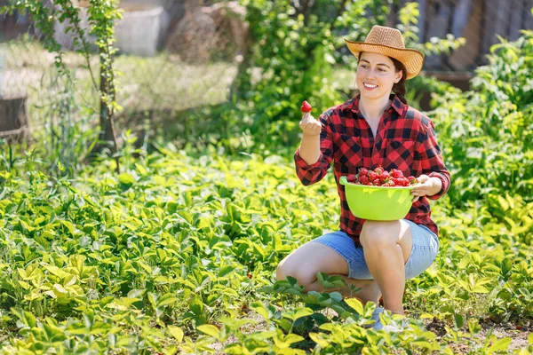 Petani Muda Yang Tersenyum Kaukasia Memanen Perkebunan Stroberi Musim Berry — Stok Foto