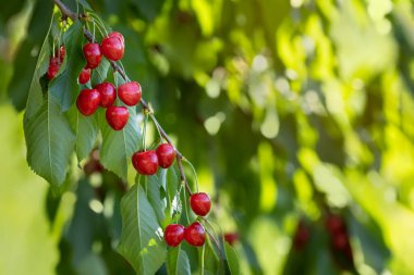 Bahçedeki dala asılı olgun kırmızı kirazlar ve yeşil bulanık arka plan