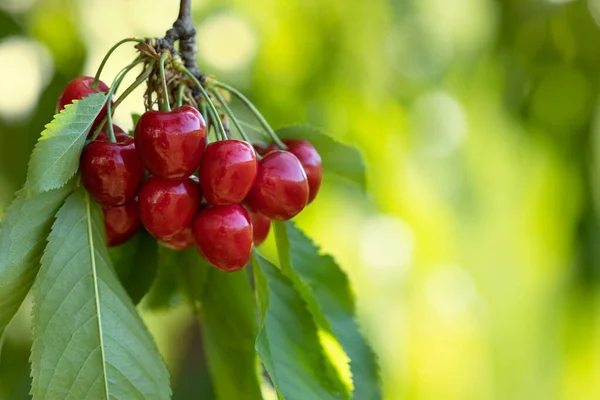 Cerezas Rojas Maduras Colgando Rama Jardín Con Fondo Borroso Verde — Foto de Stock