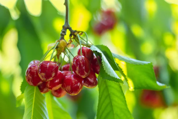 Cerezas Rojas Maduras Colgando Rama Jardín Con Fondo Borroso Verde — Foto de Stock