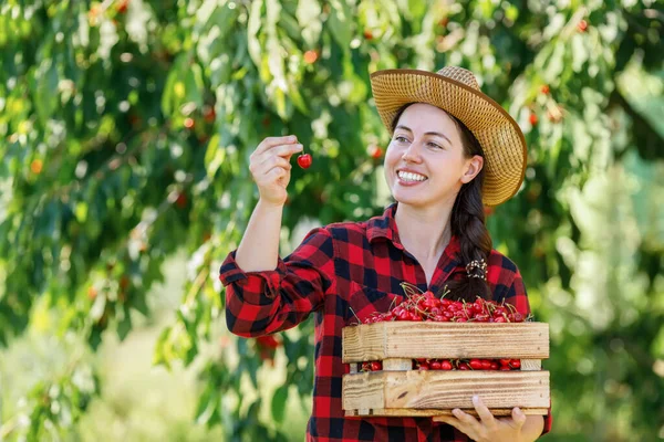 Giovane Donna Giardiniere Con Cassa Ciliegie Mature Fresche Nel Frutteto — Foto Stock