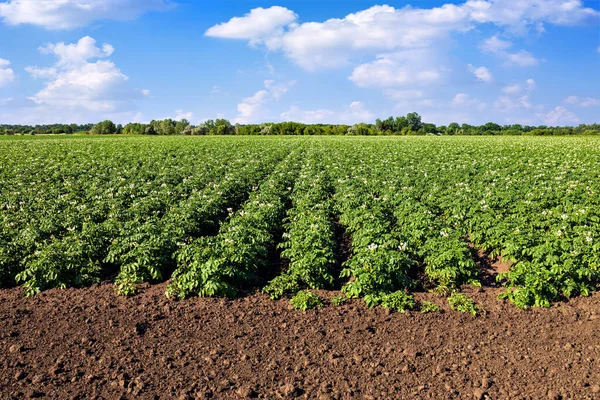 Patates tarlası ve mavi gökyüzü yaz gününde bulutlarla dolu.