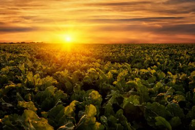 Gün batımında gökyüzü olan tatlı pancar tarlası. Tarım arazisi