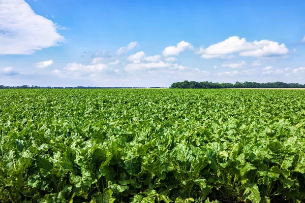 Green Field Sweet Sugar Beet Blue Sky Background Agricultural Landscape — ストック写真
