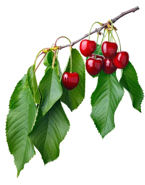 Branch Ripe Red Cherries Isolated White Background — Zdjęcie stockowe