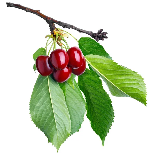 Fresh Red Cherries Branch Leaves Isolated White Background — Zdjęcie stockowe