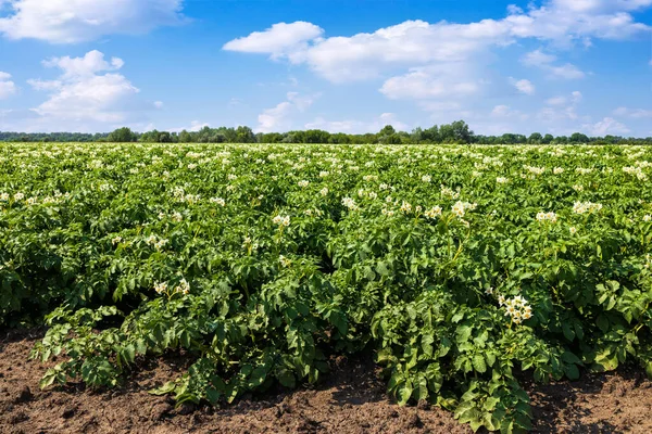 Potato Flowers Blooming Field Summer Day — ストック写真