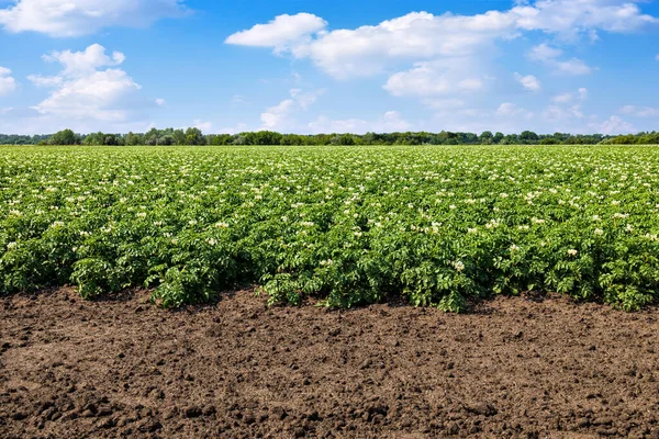 Green Field Blooming Potato Blue Sky Clouds Summer Day — ストック写真