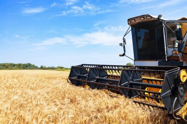 combine harvester cutting ripe wheat on field under blue sky with clouds. Summer agriculture landscape