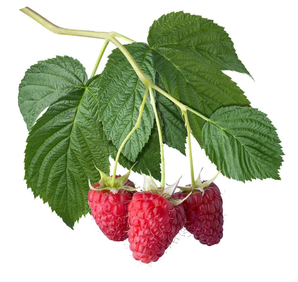 Ripe Raspberries Branch Leaves Isolated White Background — Photo