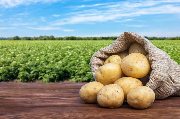 Young Potatoes Burlap Bag Wooden Table Blooming Agricultural Field Background — ストック写真