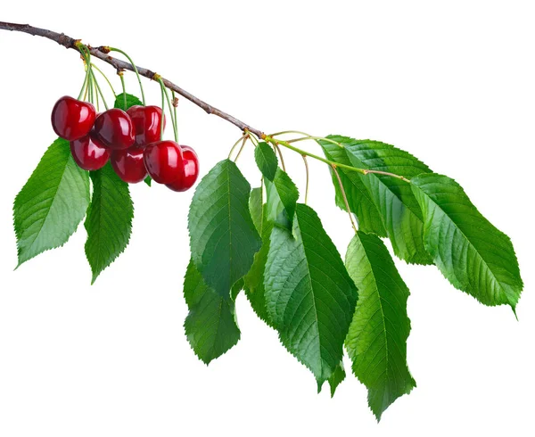 Cherry Branch Ripe Red Berries Isolated White Background — Zdjęcie stockowe