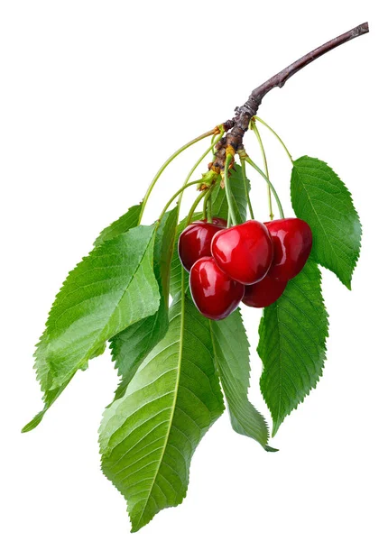 Branch Ripe Cherries Isolated White Background — Zdjęcie stockowe