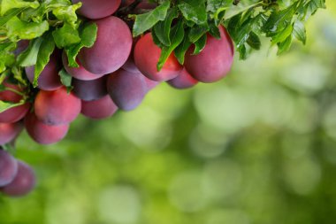 branch of ripe cherry plums in garden on blurred green background