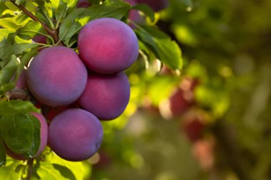Bahçedeki dalda yeşil bulanık arka planda asılı olgun kiraz eriklerinin yakın çekimi. Seçici odak