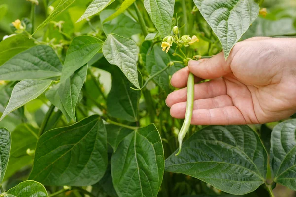 Female Hand Holding Fresh Green Bean Vegetable Garden Background Selective — Fotografia de Stock