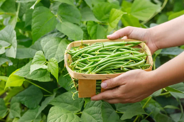 Farmer Hands Holding Harvest Fresh Green Beans Basket Vegetable Garden — Stock Fotó