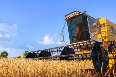 Mavi gökyüzünün altında olgunlaşmış buğday kesen hasatçıyı bulutlarla birleştirin. Yaz tarım manzarası