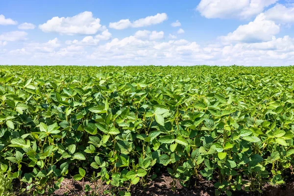 Green Soybean Field Blue Sky Background Agricultural Landscape — ストック写真