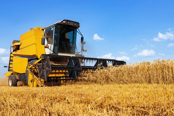 Combine Harvester Ripe Wheat Field Blue Sky Summer Agriculture Landscape — стоковое фото