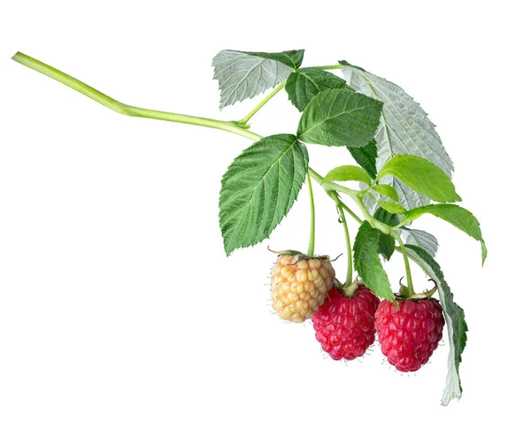 Branch Ripe Unripe Raspberries Leaves Isolated White Background — Photo