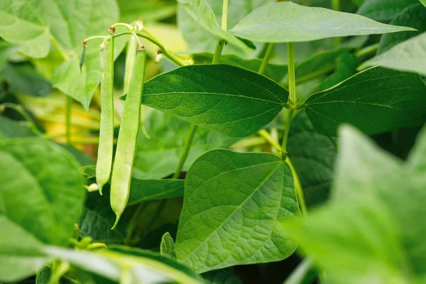 Closeup Green Beans Growing Bush Vegetable Garden Selective Focus — Fotografia de Stock