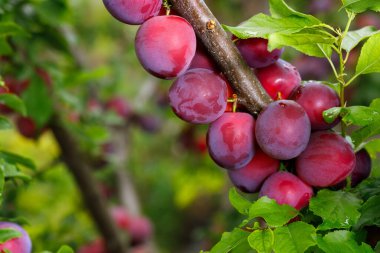ripe cherry plums hanging on branch in garden with green blurred background
