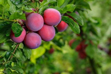 ripe cherry plums hanging on branch in garden with green blurred background. Selective focus