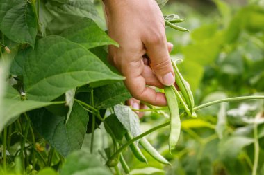 farmer hand picking fresh green bean with vegetable garden on the background. Selective focus