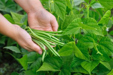 female hands holding heap of picked green beans with vegetable garden on the background