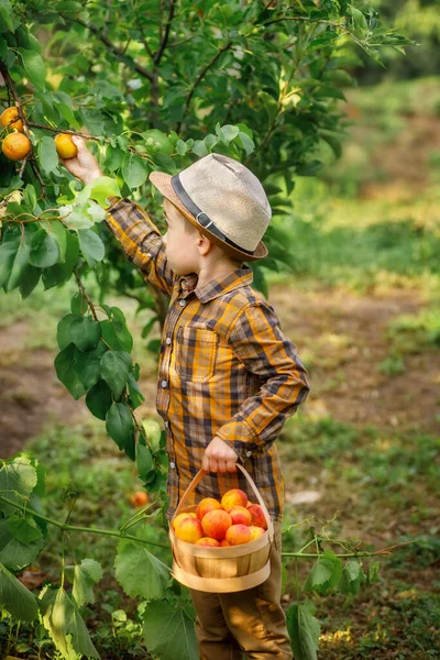 Cute Little Boy Picking Apricots Basket Garden — Stok fotoğraf