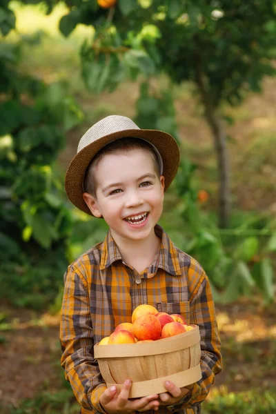 Happy Child Boy Holding Basket Apricots Garden — Stok fotoğraf