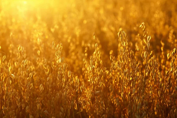 Golden Ripe Oats Field Sunset Ready Harvest Selective Focus — ストック写真