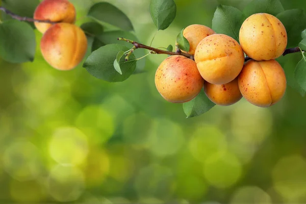 Ripe Apricots Hanging Branch Green Blurred Background — Foto Stock