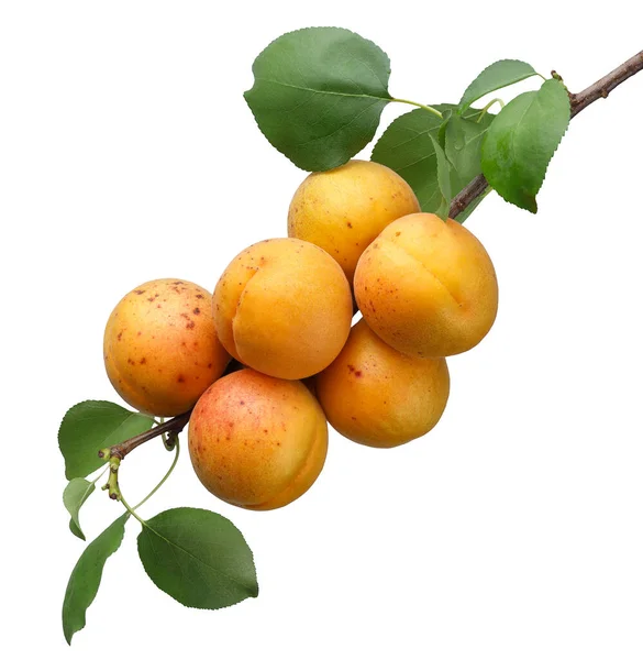 Ripe Apricots Hanging Branch Leaves Isolated White Background — Stockfoto