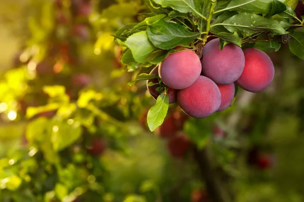 Ripe Cherry Plums Hanging Branch Garden Green Blurred Background — Zdjęcie stockowe