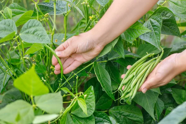 Harvesting Green Fresh Beans Vegetable Garden Selective Focus — Fotografia de Stock